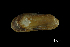  ( - MNHN-IM-2007-40231)  @12 [ ] Unspecified (default): All Rights Reserved  Unspecified Unspecified