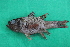  (Apogon talboti - MAK-177A)  @11 [ ] CreativeCommons-Attribution Non-Commercial Share-Alike (2020) Dr.Arif Muhammad Khan University of Sargodha ,Sargodha ,Pakistan