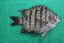  (Abudefduf bengalensis - MAK-179B)  @11 [ ] CreativeCommons-Attribution Non-Commercial Share-Alike (2020) Dr.Arif Muhammad Khan University of Sargodha ,Sargodha ,Pakistan