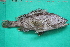  ( - MAK-200E)  @11 [ ] CreativeCommons-Attribution Non-Commercial Share-Alike (2020) Dr.Arif Muhammad Khan University of Sargodha ,Sargodha ,Pakistan