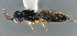  (Scelio incertus - FSCA 00094175)  @11 [ ] CreativeCommons - Attribution Share-Alike (2023) Unspecified Florida Department of Agriculture and Consumer Services, Division of Plant Industry