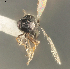  (Telenomus cf. nigricornis - FSCA 00093915)  @11 [ ] CreativeCommons - Attribution Share-Alike (2023) Unspecified Florida Department of Agriculture and Consumer Services, Division of Plant Industry