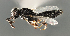  (Scelio opacus - FSCA 00093881)  @11 [ ] CreativeCommons - Attribution Share-Alike (2023) Unspecified Florida Department of Agriculture and Consumer Services, Division of Plant Industry