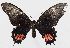  (Papilio garleppi - RMNH.INS.981062)  @14 [ ] CreativeCommons - Attribution Non-Commercial Share-Alike  Hajo Gernaat Unspecified