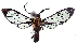  ( - RMNH.INS.1557660)  @11 [ ] CreativeCommons - Attribution Share-Alike (2023) Jean Aime Cerda Naturalis Biodiversity Center