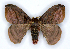  ( - RMNH.INS.1453706)  @11 [ ] CreativeCommons - Attribution Share-Alike (2022) Unspecified Naturalis Biodiversity Center