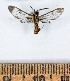  ( - RMNH.INS.1557696)  @11 [ ] CreativeCommons - Attribution Share-Alike (2023) Rafael Turrent Naturalis Biodiversity Center