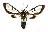  ( - RMNH.INS.1297992)  @11 [ ] CreativeCommons - Attribution Share-Alike (2022) Unspecified Naturalis Biodiversity Center