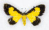  ( - RMNH.INS.1298004)  @11 [ ] CreativeCommons - Attribution Share-Alike (2022) Unspecified Naturalis Biodiversity Center