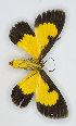  ( - RMNH.INS.1298004)  @11 [ ] CreativeCommons - Attribution Share-Alike (2022) Unspecified Naturalis Biodiversity Center