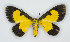  ( - RMNH.INS.1298004)  @11 [ ] CreativeCommons - Attribution Share-Alike (2022) Unspecified Naturalis Biodiversity Center