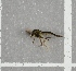  ( - NHMO-DAR-8014)  @12 [ ] CreativeCommons - Attribution Non-Commercial Share-Alike (2016) Unspecified University of Oslo, Natural History Museum