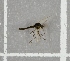  ( - NHMO-DAR-8015)  @12 [ ] CreativeCommons - Attribution Non-Commercial Share-Alike (2016) Unspecified University of Oslo, Natural History Museum