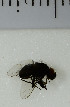  ( - SV1030)  @12 [ ] No Rights Reserved (2013) Unspecified University of Oslo, Natural History Museum