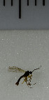  ( - SV1061)  @12 [ ] No Rights Reserved (2013) Unspecified University of Oslo, Natural History Museum