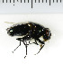  ( - SV1076)  @13 [ ] No Rights Reserved (2013) Unspecified University of Oslo, Natural History Museum
