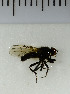  ( - SV1080)  @12 [ ] No Rights Reserved (2013) Unspecified University of Oslo, Natural History Museum