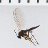  ( - SV1224)  @12 [ ] CreativeCommons - Attribution Share-Alike (2014) Natural History Museum, University of Oslo Natural History Museum, University of Oslo