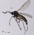  ( - SV603)  @13 [ ] CreativeCommons - Attribution Non-Commercial Share-Alike (2012) NTNU Museum of Natural History and Archaeology NTNU Museum of Natural History and Archaeology