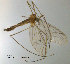  ( - SV611)  @11 [ ] CreativeCommons - Attribution Non-Commercial Share-Alike (2012) NTNU Museum of Natural History and Archaeology NTNU Museum of Natural History and Archaeology