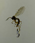  ( - SV857)  @12 [ ] No Rights Reserved (2013) Unspecified University of Oslo, Natural History Museum