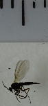  ( - SV941)  @12 [ ] No Rights Reserved (2013) Unspecified Univeristy of Oslo, Natural History Museum