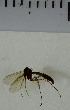  ( - SV982)  @12 [ ] No Rights Reserved (2013) Unspecified Univeristy of Oslo, Natural History Museum