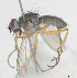  ( - MACN-EN-DIP-00EE11)  @11 [ ] Copyright (2016) MACN Museo Argentino de Ciencias Naturales Bernardino Rivadavia