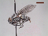  (Lispoides inaequifrons - MACN-EN-DIP103)  @11 [ ] Copyright (2019) MACN Museo Argentino de Ciencias Naturales, Bernardino Rivadavia
