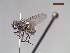  (Lispoides sp. 1 LP - MACN-EN-DIP104)  @11 [ ] Copyright (2019) MACN Museo Argentino de Ciencias Naturales, Bernardino Rivadavia