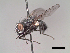  (Lispoides sp. 2 LP - MACN-EN-DIP105)  @11 [ ] Copyright (2019) MACN Museo Argentino de Ciencias Naturales, Bernardino Rivadavia