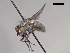  (Lispoides sp. 3 LP - MACN-EN-DIP106)  @11 [ ] Copyright (2019) MACN Museo Argentino de Ciencias Naturales, Bernardino Rivadavia