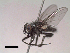  (Lispoides sp. 4 LP - MACN-EN-DIP107)  @11 [ ] Copyright (2019) MACN Museo Argentino de Ciencias Naturales, Bernardino Rivadavia
