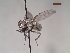  ( - MACN-EN-DIP116)  @11 [ ] Copyright (2019) MACN Museo Argentino de Ciencias Naturales, Bernardino Rivadavia