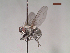  ( - MACN-EN-DIP117)  @11 [ ] Copyright (2019) MACN Museo Argentino de Ciencias Naturales, Bernardino Rivadavia
