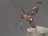  (Neodexiopsis sp. 2 LP - MACN-EN-DIP209)  @11 [ ] Copyright (2019) MACN Museo Argentino de Ciencias Naturales, Bernardino Rivadavia