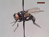  ( - MACN-EN-DIP215)  @11 [ ] Copyright (2019) MACN Museo Argentino de Ciencias Naturales, Bernardino Rivadavia