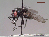  (Hydrotaea cyaneiventris - MACN-EN-DIP216)  @11 [ ] Copyright (2019) MACN Museo Argentino de Ciencias Naturales, Bernardino Rivadavia