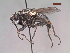  (Reynoldsia pteropleuralis - MACN-EN-DIP223)  @11 [ ] Copyright (2019) MACN Museo Argentino de Ciencias Naturales, Bernardino Rivadavia