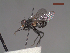  ( - MACN-EN-DIP226)  @11 [ ] Copyright (2019) MACN Museo Argentino de Ciencias Naturales, Bernardino Rivadavia