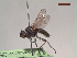  (Leucophora sp - MACN-EN-DIP9)  @11 [ ] Copyright (2019) MACN Museo Argentino de Ciencias Naturales, Bernardino Rivadavia