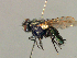  (Sarconesia chlorogaster - MACN-EN_DIP-052)  @11 [ ] Copyright (2019) MACN Museo Argentino de Ciencias Naturales, Bernardino Rivadavia