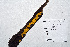  (Calycina - DT2014208)  @11 [ ] CreativeCommons - Attribution Non-Commercial (2014) James Holkko Natural Resources Canada