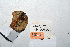  (Lactarius rubrilacteus - KT2014126)  @11 [ ] CreativeCommons - Attribution Non-Commercial (2014) James Holkko Natural Resources Canada