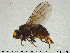  ( - SV-pit10)  @13 [ ] CreativeCommons - Attribution Non-Commercial Share-Alike (2015) NTNU University Museum, Department of Natural History NTNU University Museum, Department of Natural History
