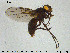  ( - SV-pit12)  @13 [ ] CreativeCommons - Attribution Non-Commercial Share-Alike (2015) NTNU University Museum, Department of Natural History NTNU University Museum, Department of Natural History