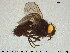  ( - SV-pit4)  @13 [ ] CreativeCommons - Attribution Non-Commercial Share-Alike (2015) NTNU University Museum, Department of Natural History NTNU University Museum, Department of Natural History