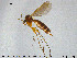  (Exechia frigida - SV-pit53)  @15 [ ] CreativeCommons - Attribution Non-Commercial Share-Alike (2015) NTNU University Museum, Department of Natural History NTNU University Museum, Department of Natural History