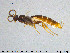  ( - SV-pit59)  @12 [ ] CreativeCommons - Attribution Non-Commercial Share-Alike (2015) NTNU University Museum, Department of Natural History NTNU University Museum, Department of Natural History