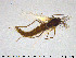  ( - SV-pit79)  @11 [ ] CreativeCommons - Attribution Non-Commercial Share-Alike (2015) NTNU University Museum, Department of Natural History NTNU University Museum, Department of Natural History